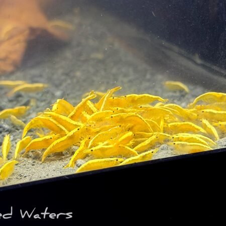 24/k golden line shrimp five (5)