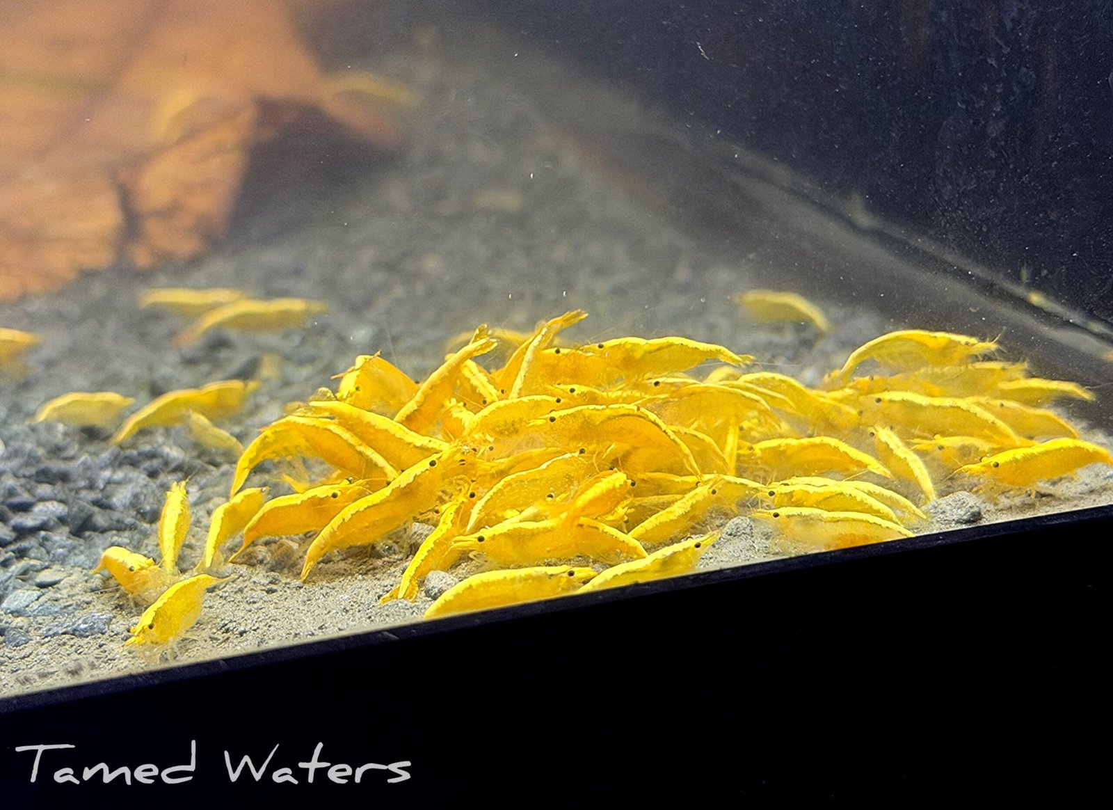 24/k golden line shrimp five (5)