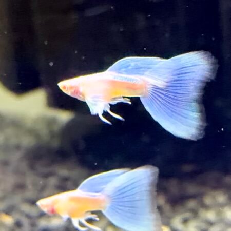 dumbo albino blue topaz guppies trio