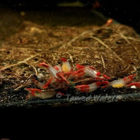 red rili shrimp (5)