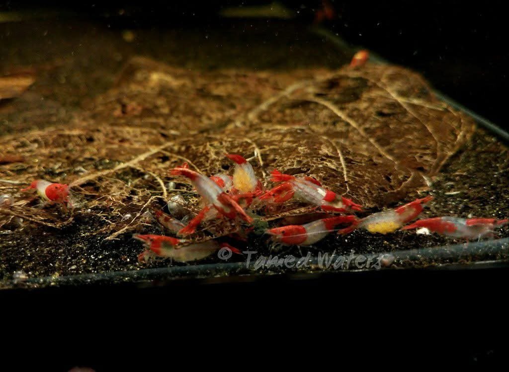 red rili shrimp (5)