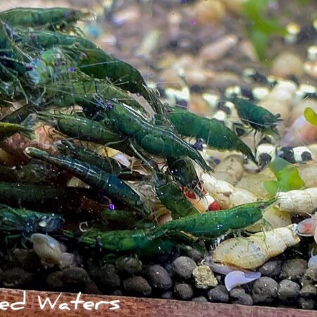 green jade shrimp (5)