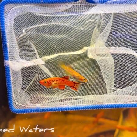 aphyosemion australe gold pair