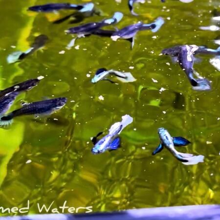 dumbo white guppies trio