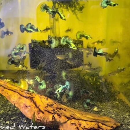 dumbo green dragon guppies trio