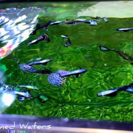 purple mosaic guppies