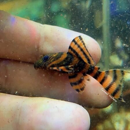 Alenquer Tiger Pleco
