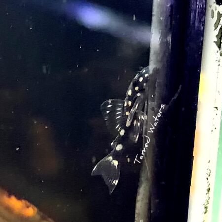 Mini Snowball Pleco - L471