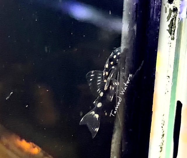 Mini Snowball Pleco - L471