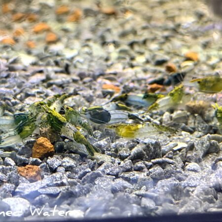 green rill shrimp