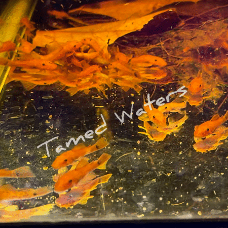 super red bristlenose (european bred)