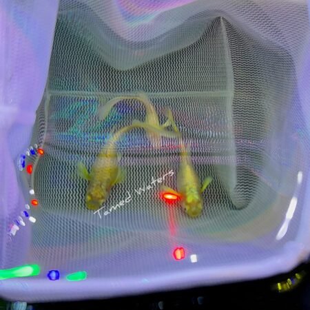 24/k full gold guppies