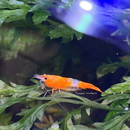 orange rili shrimp (5)