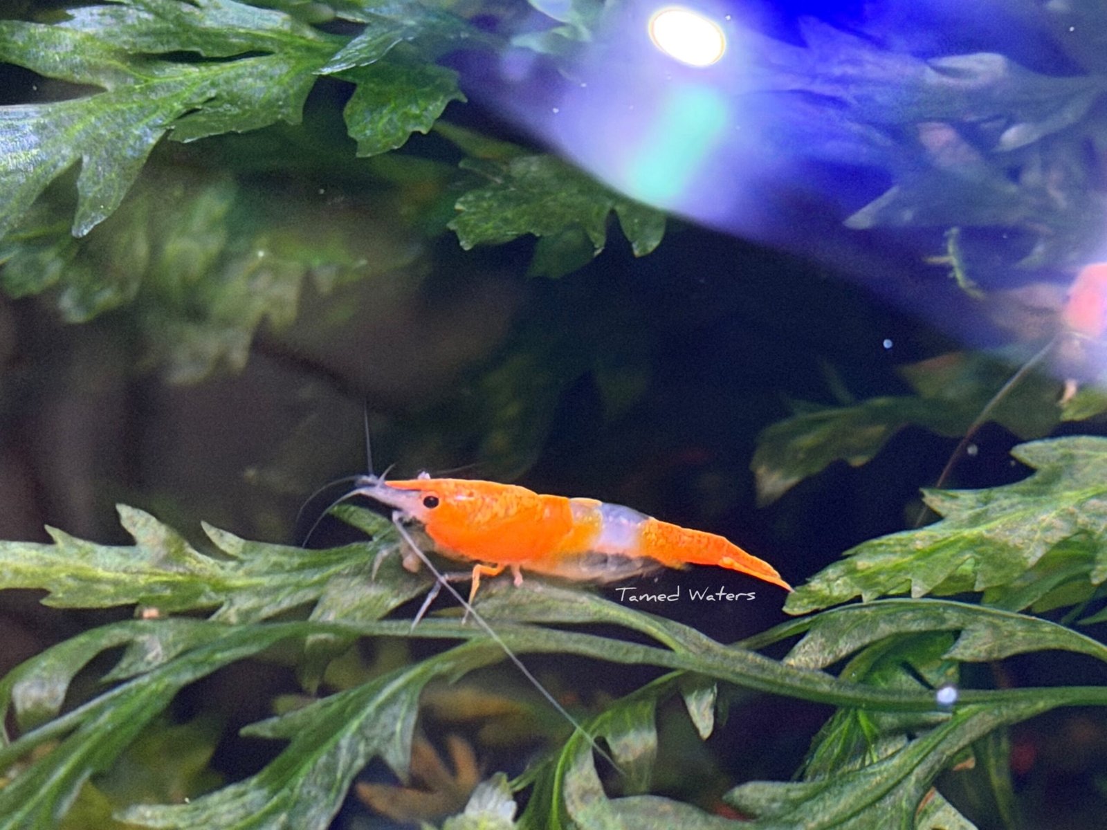 orange rili shrimp (5)