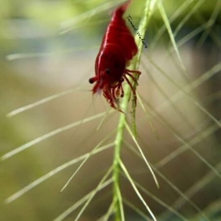 bloody mary shrimp (5)