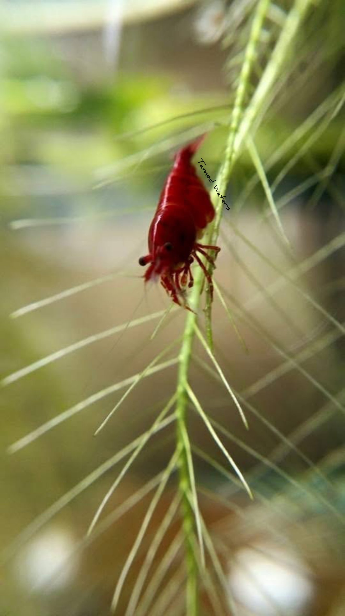 bloody mary shrimp (5)