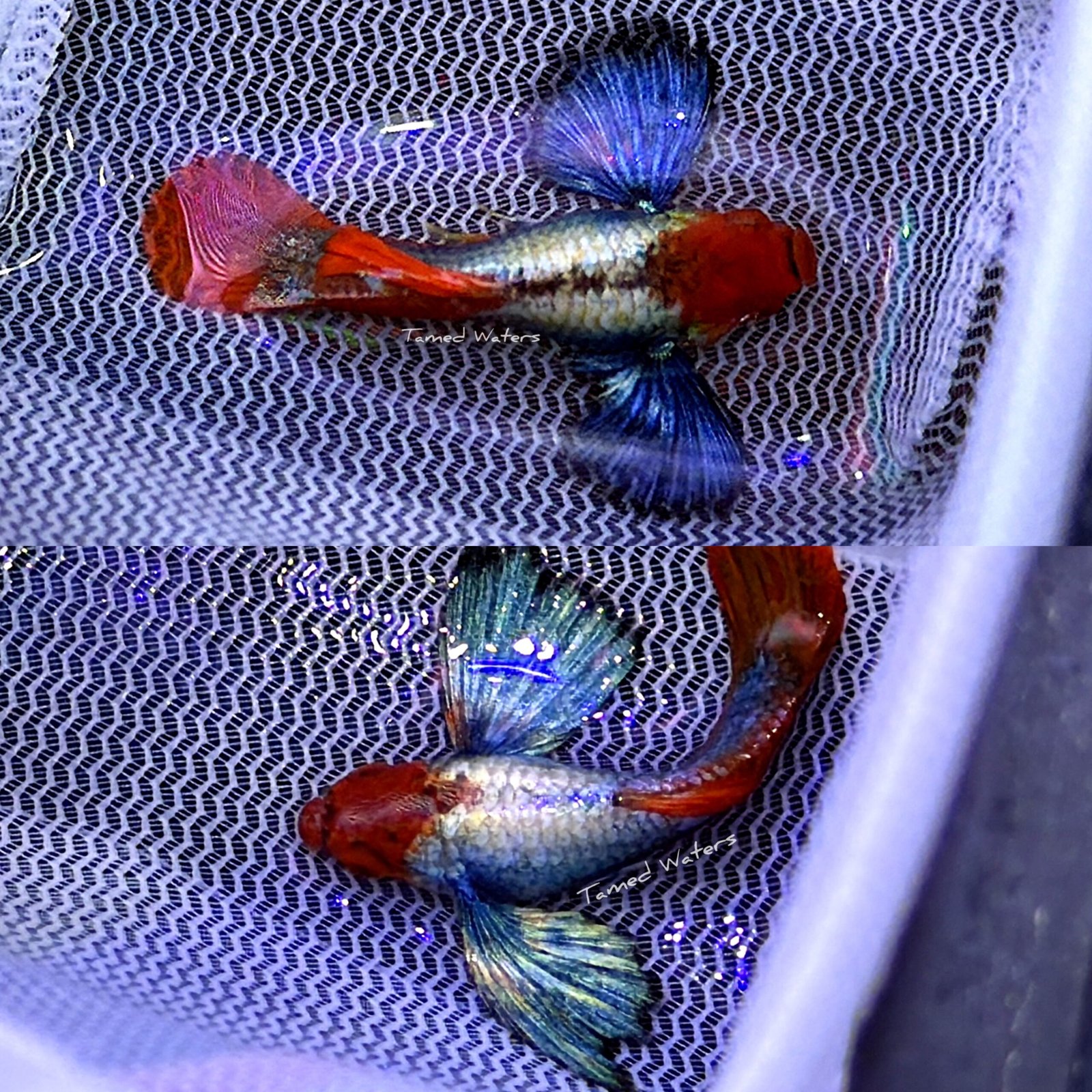 Dumbo Platinum Koi