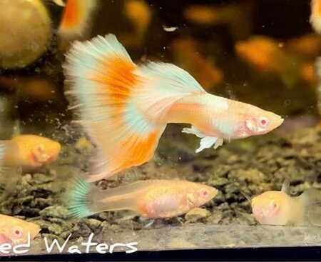 Albino Red Topaz Guppy