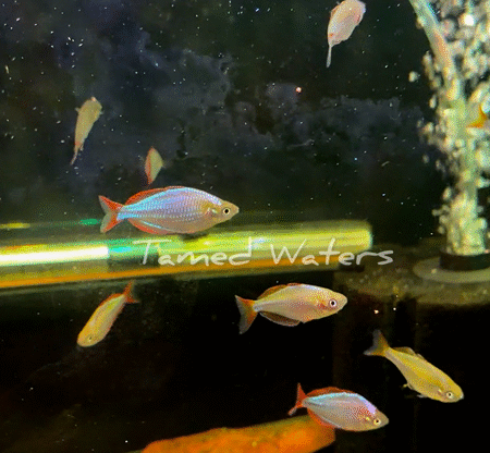 Dwarf Neon Rainbowfish (breeder pair/show quality)